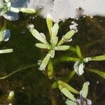 Callitriche brutia