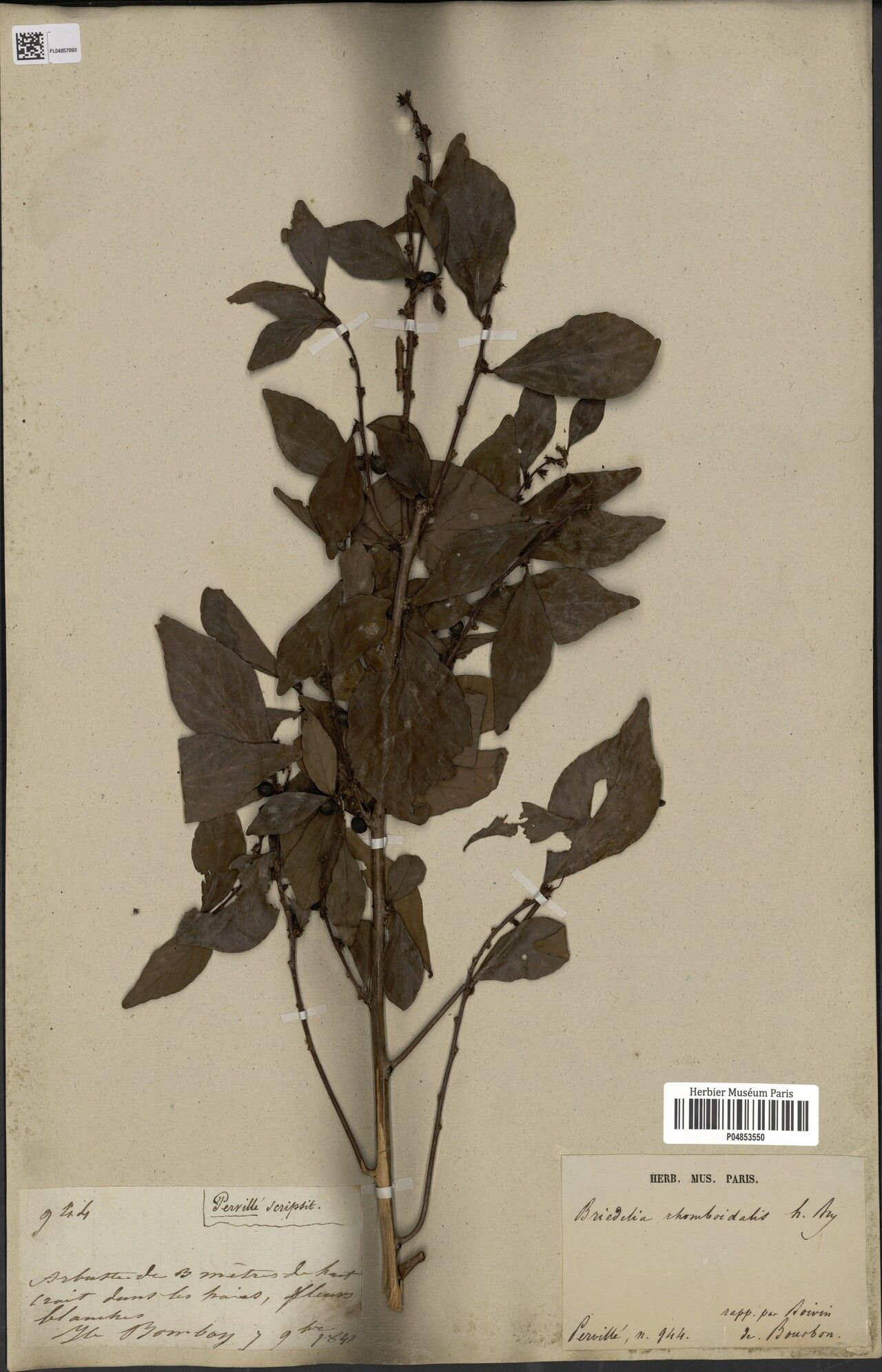 Bridelia rhomboidalis — houseplant care guide