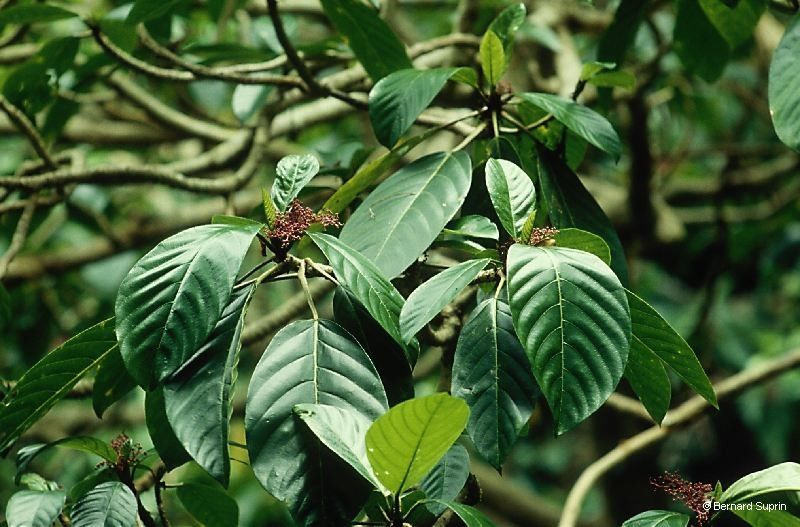 Dendrocnide vitiensis habit