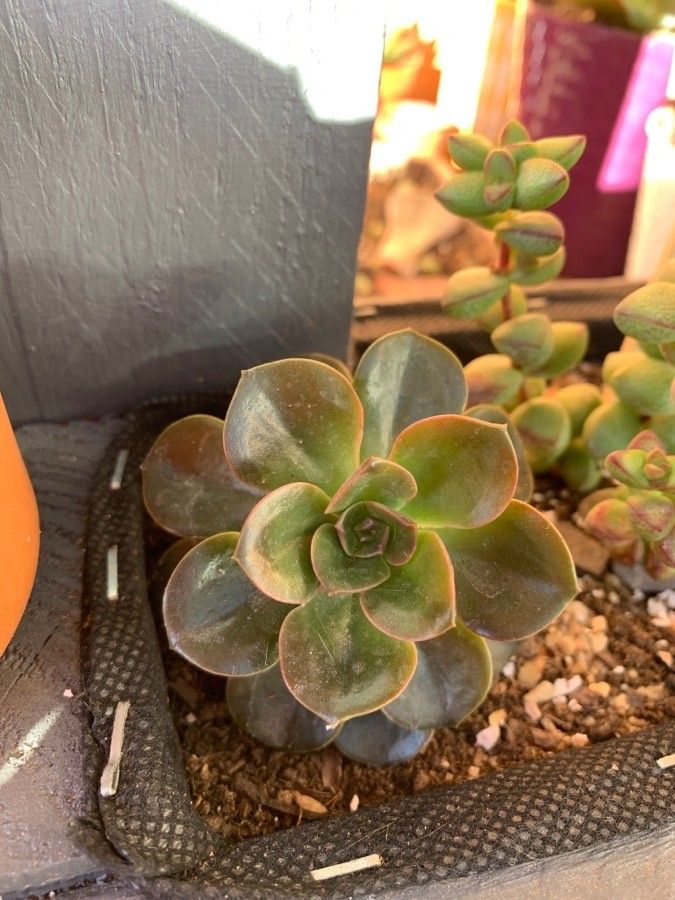 Echeveria angustifolia leaf