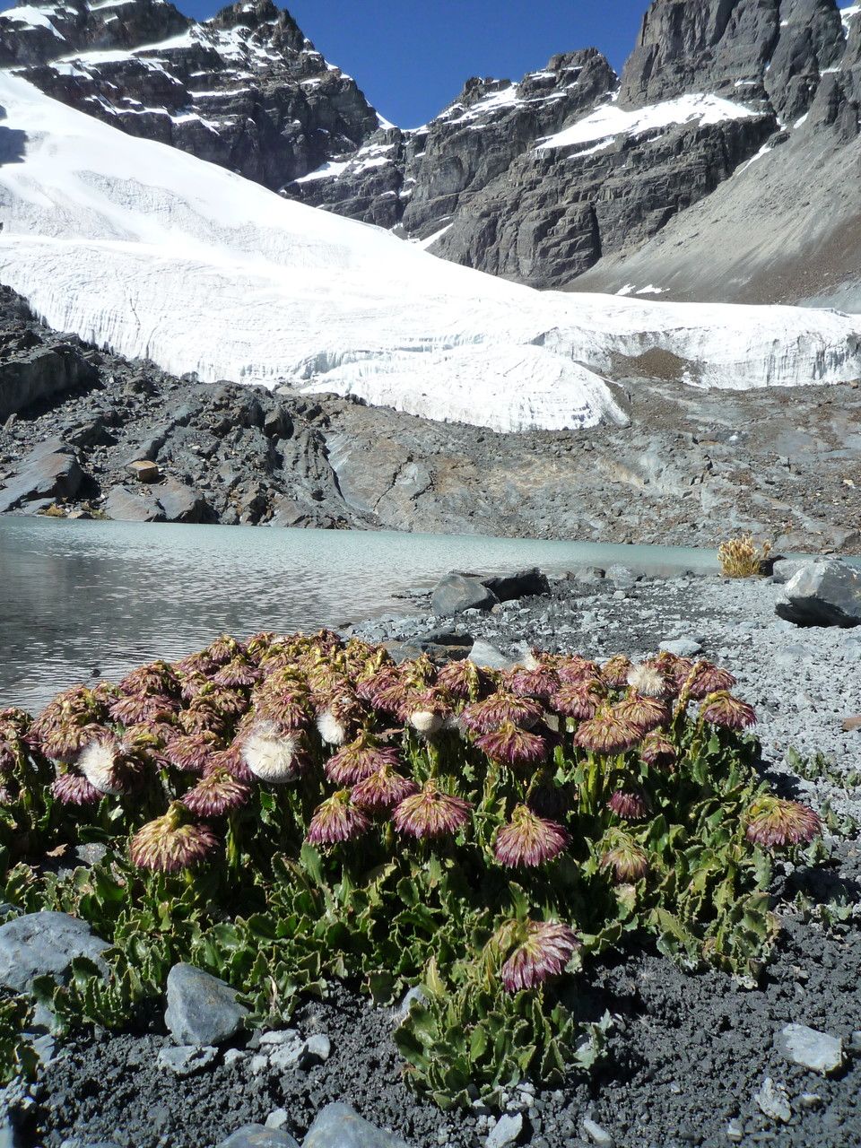 Senecio serratifolius habit