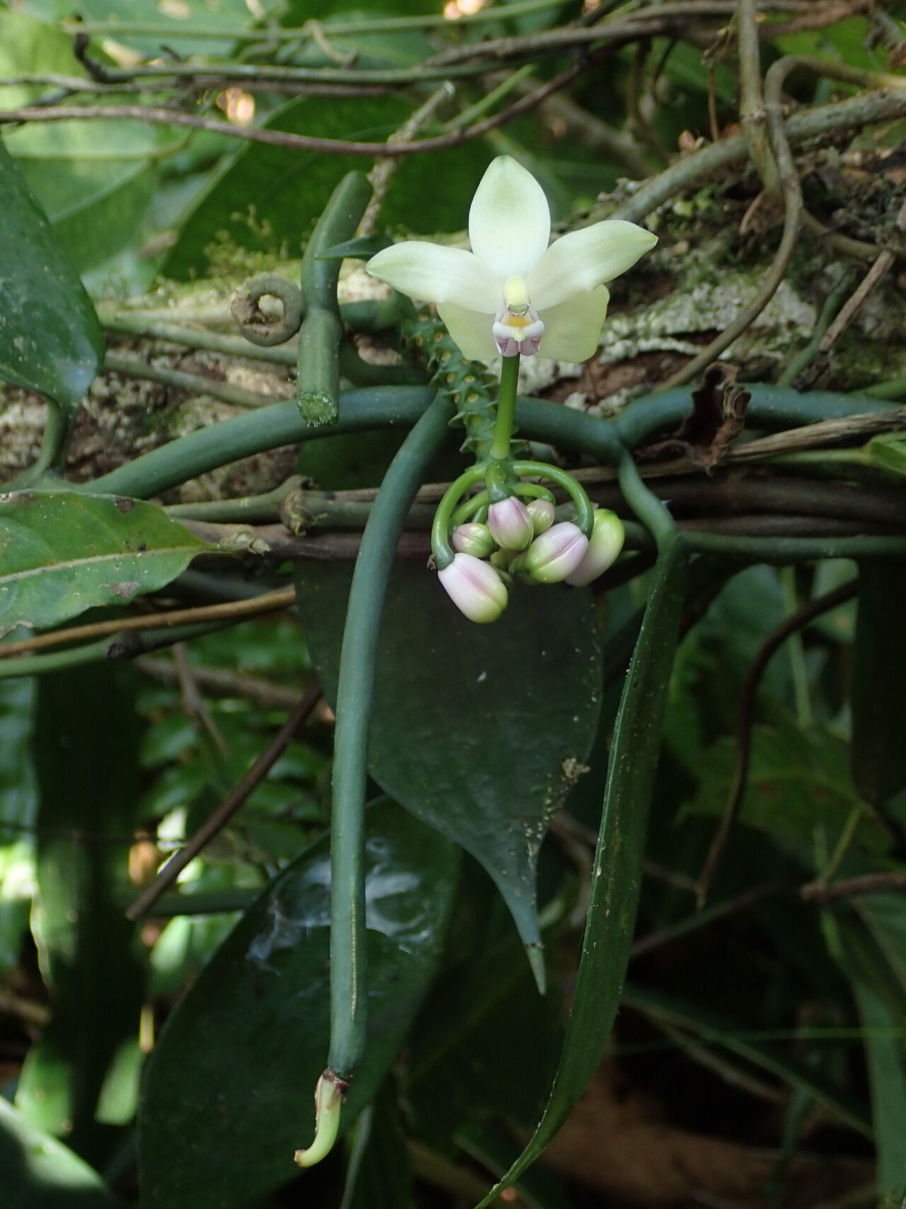 Vanilla hallei habit