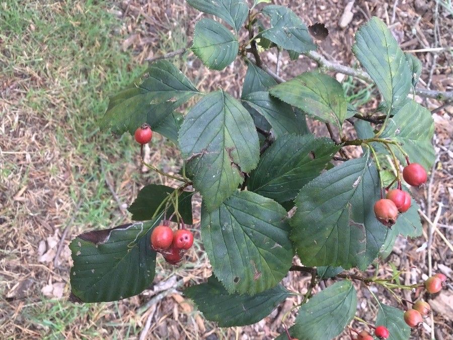 Crataegus succulenta habit