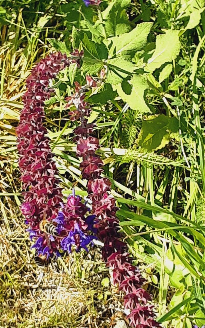Salvia × digenea flower