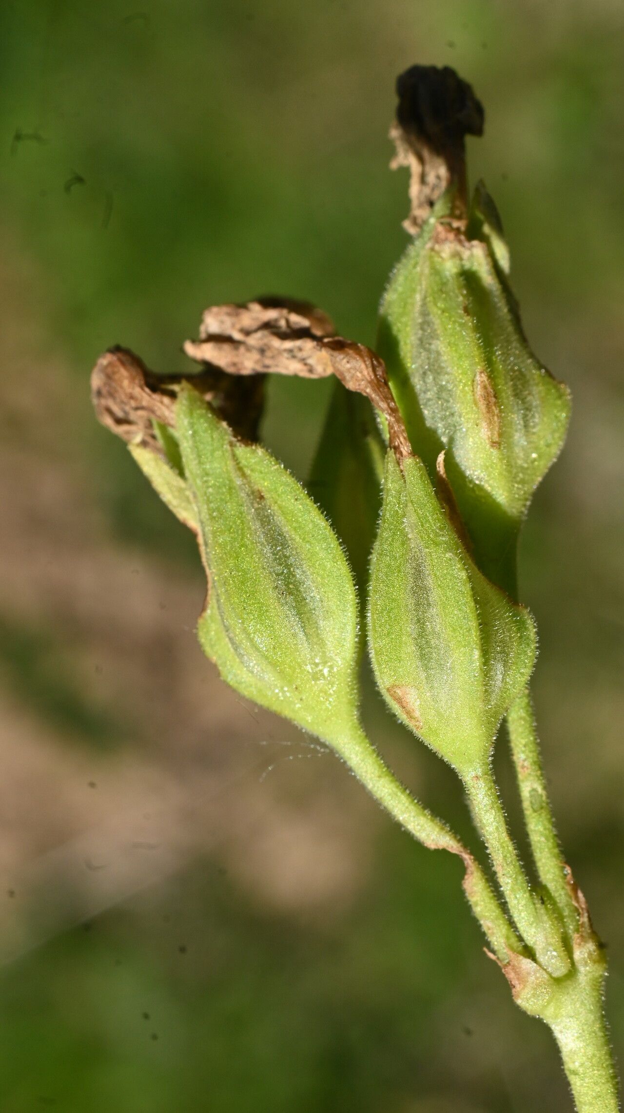 Primula intricata fruit