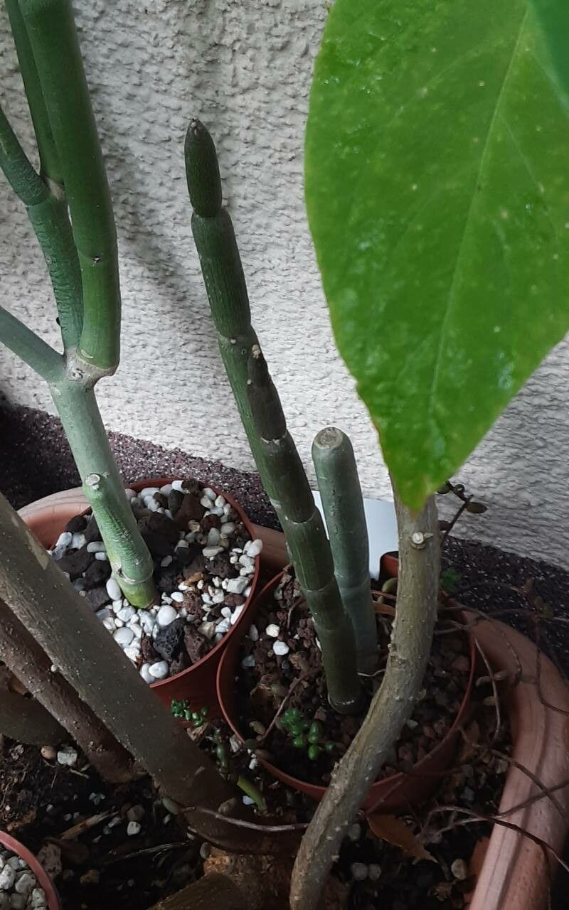 Ceropegia fusca leaf