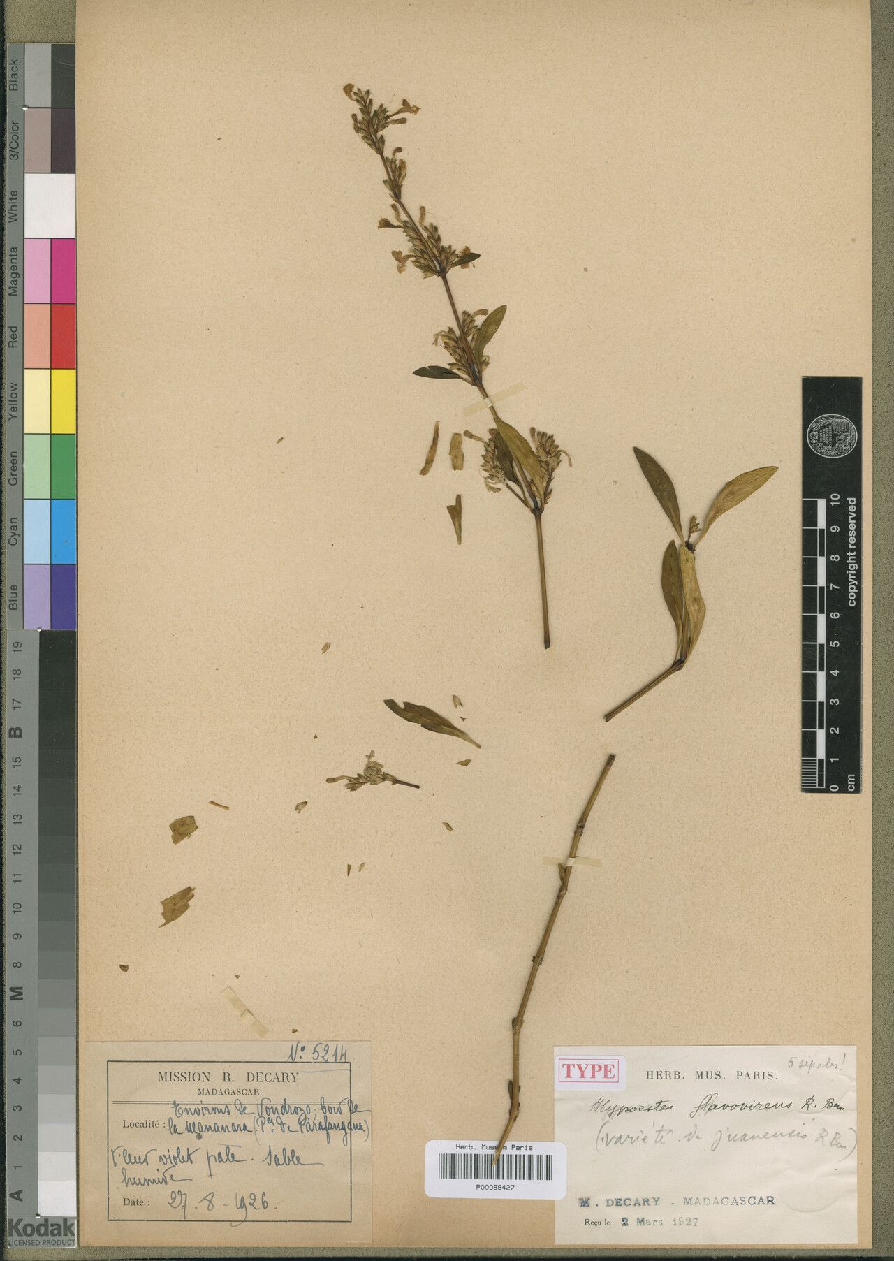 Hypoestes flavovirens — houseplant care guide