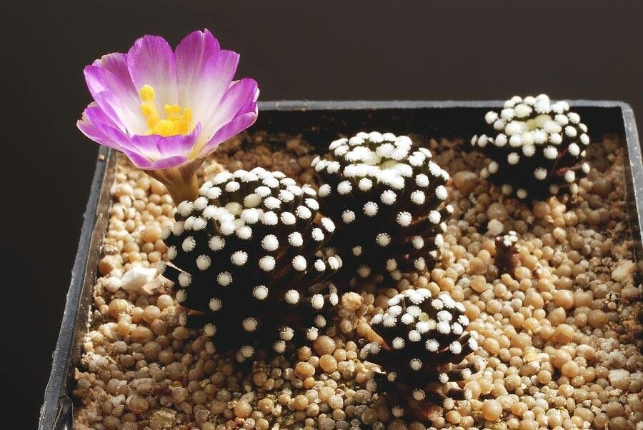 Mammillaria luethyi habit