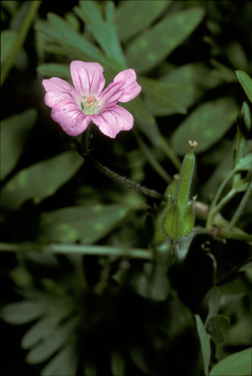 Geranium berteroanum flower