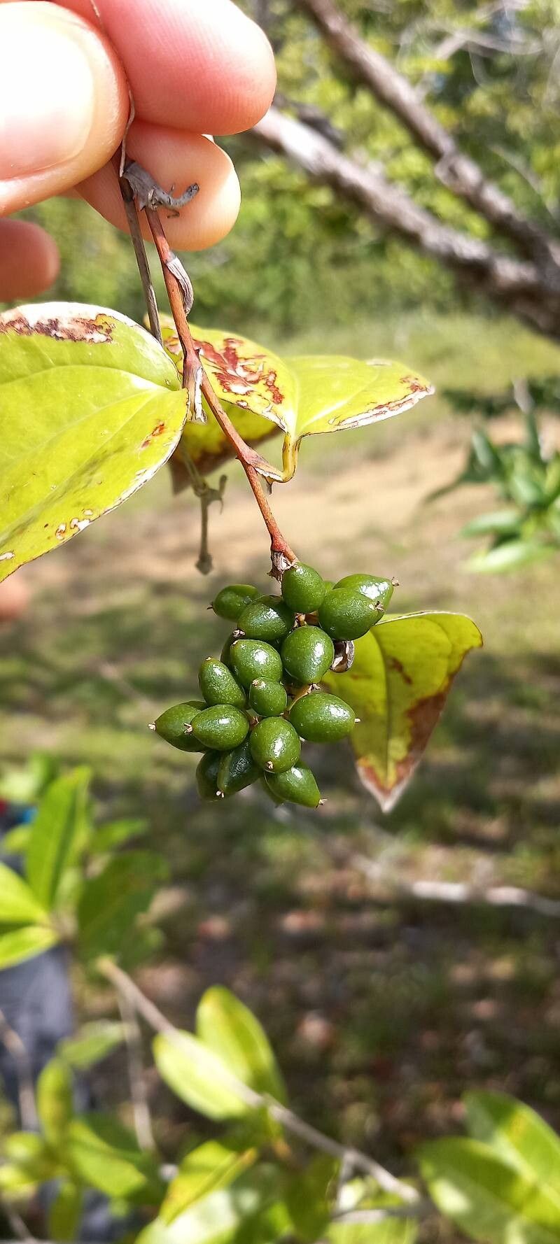 Smilax cordato-ovata fruit
