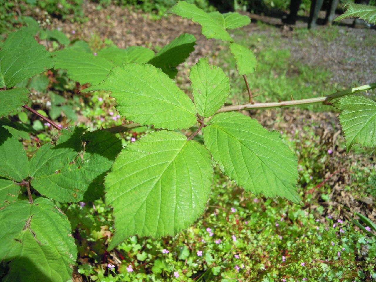 Rubus mucronatiformis leaf