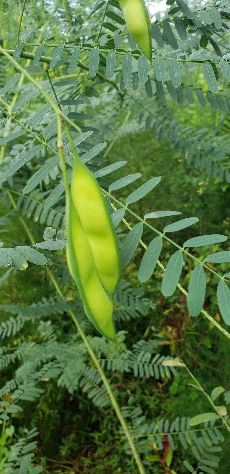 Sesbania herbacea fruit