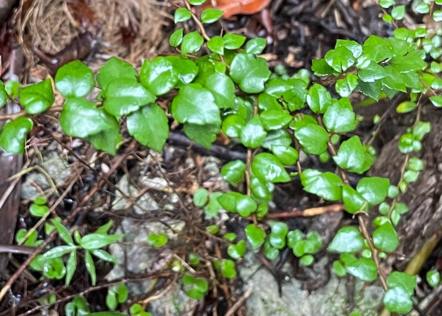 Xylosma bahamensis leaf