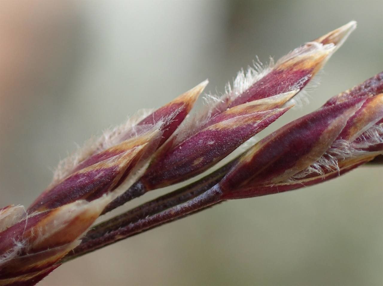 Poa cenisia flower