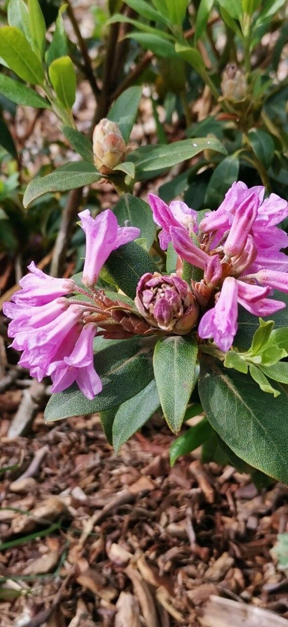 Rhododendron rubiginosum flower