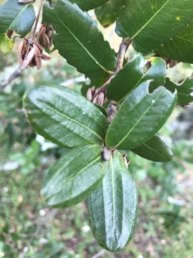 Eucryphia cordifolia