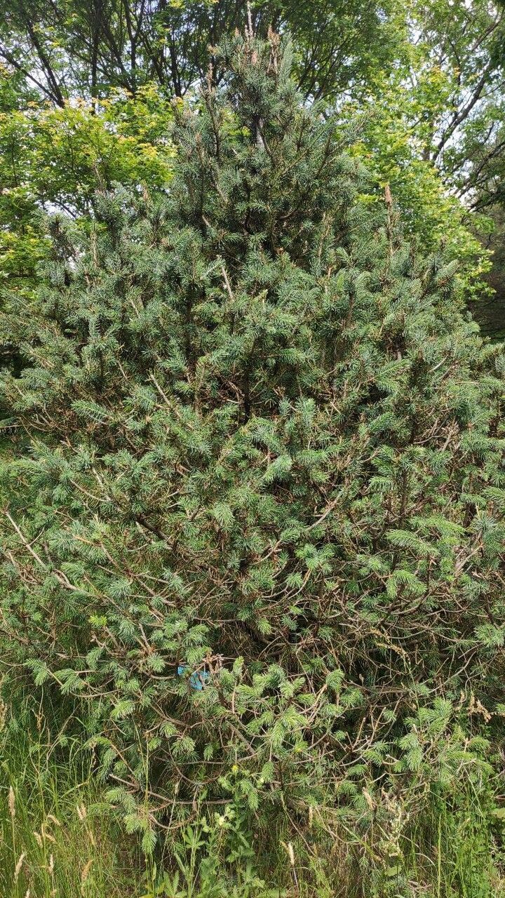 Picea schrenkiana habit