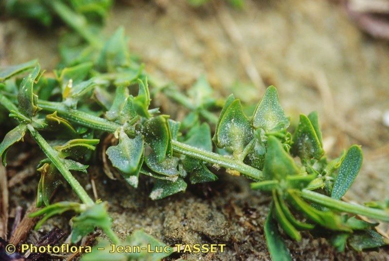 Atriplex × gustafssoniana — houseplant care guide