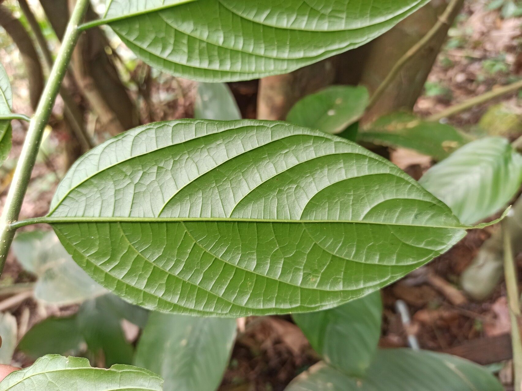 Celtis gomphophylla — search result for 'Celtis'