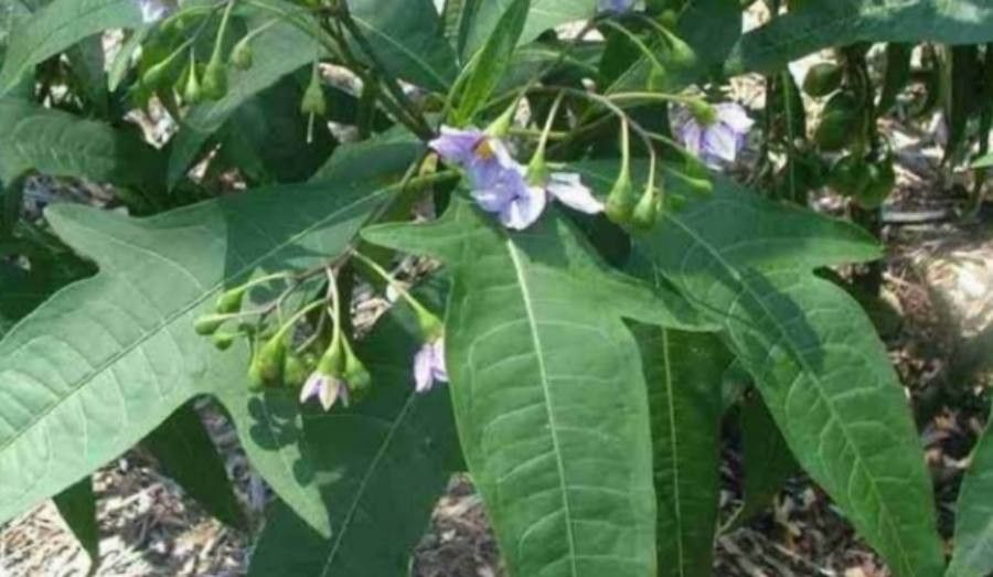 Solanum aviculare flower