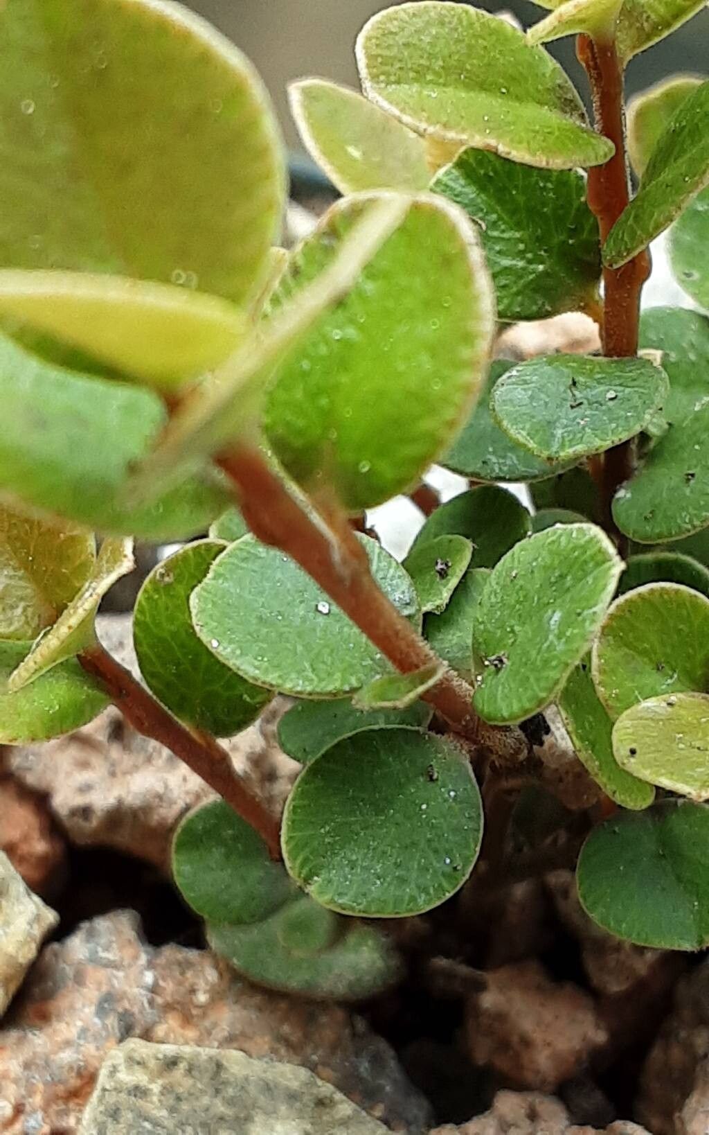 Myrsine nummularia bark