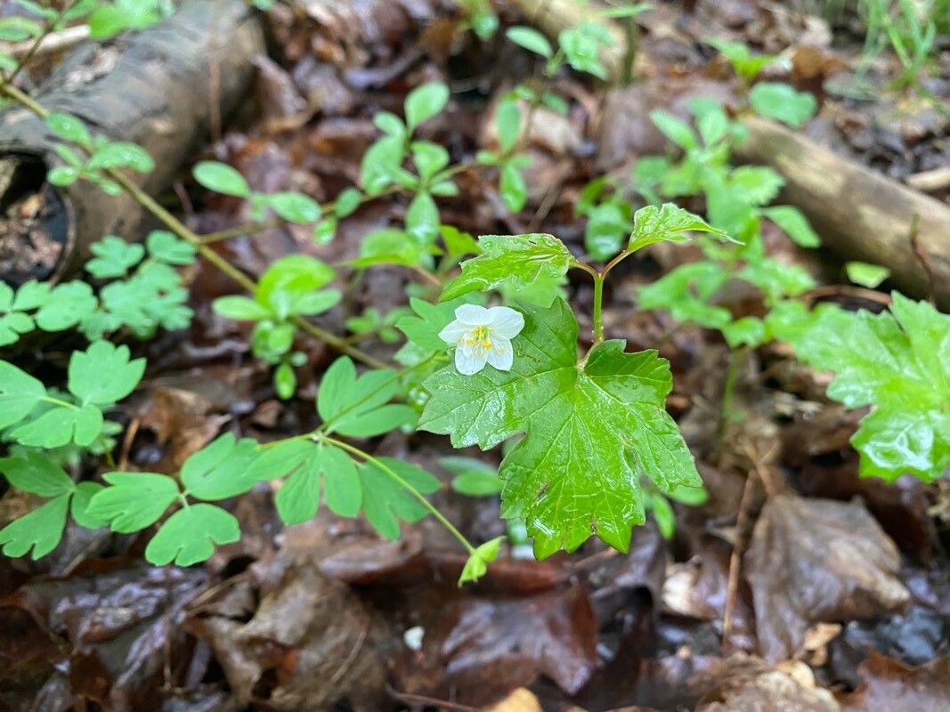 Enemion biternatum — search result for 'Anemone'