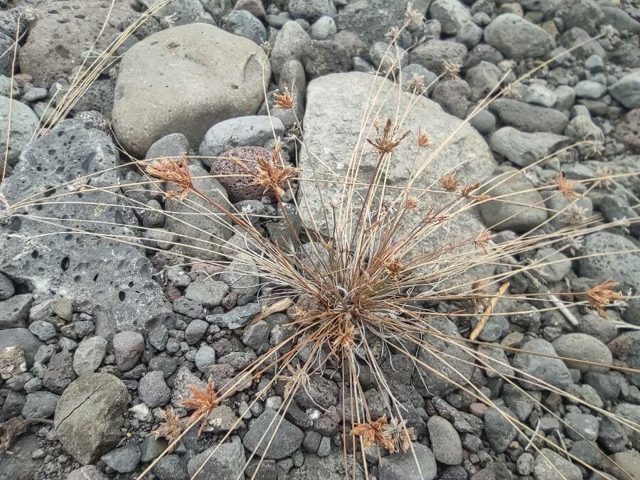 Bulbostylis barbata fruit