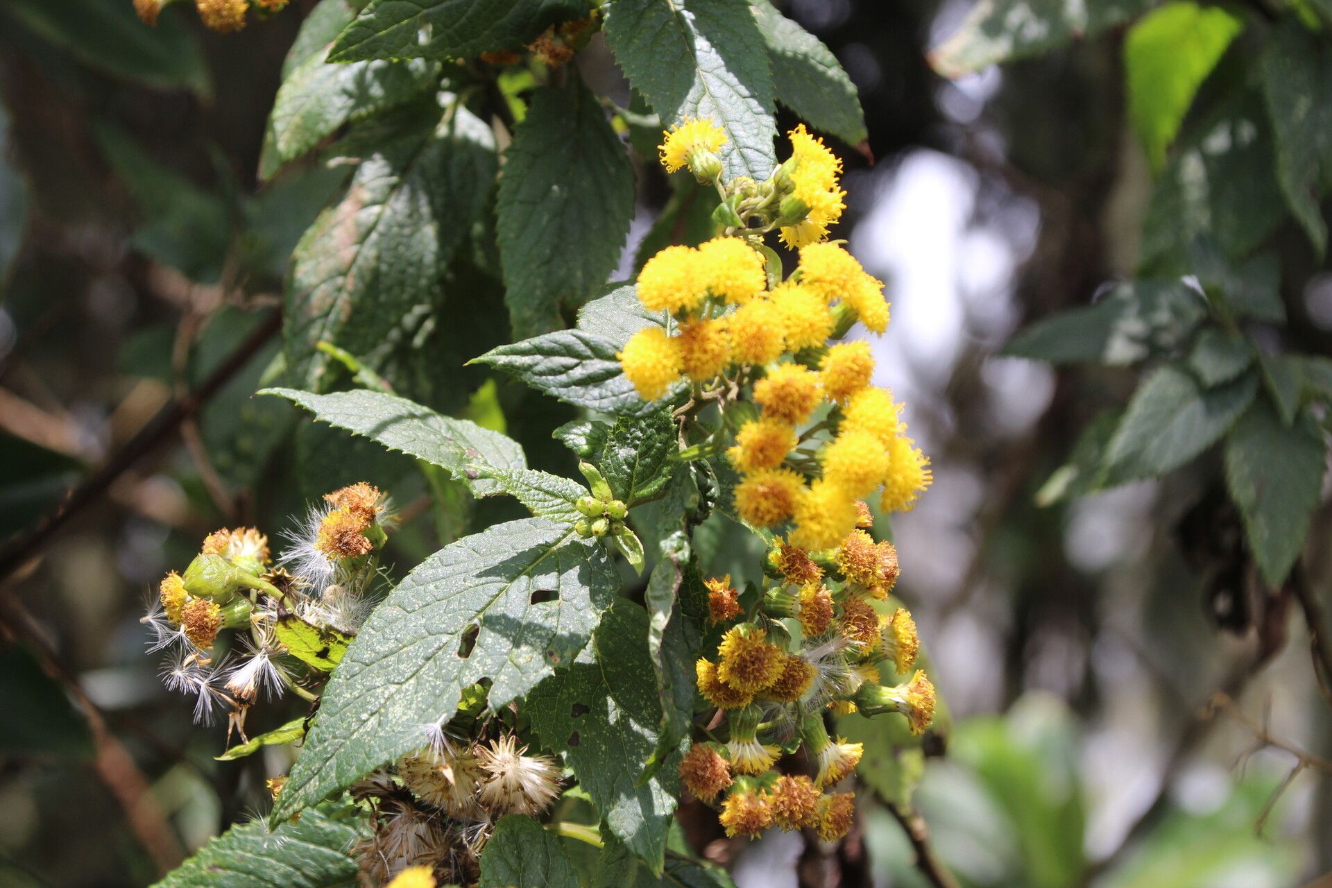 Nidorella vernonioides — houseplant care guide