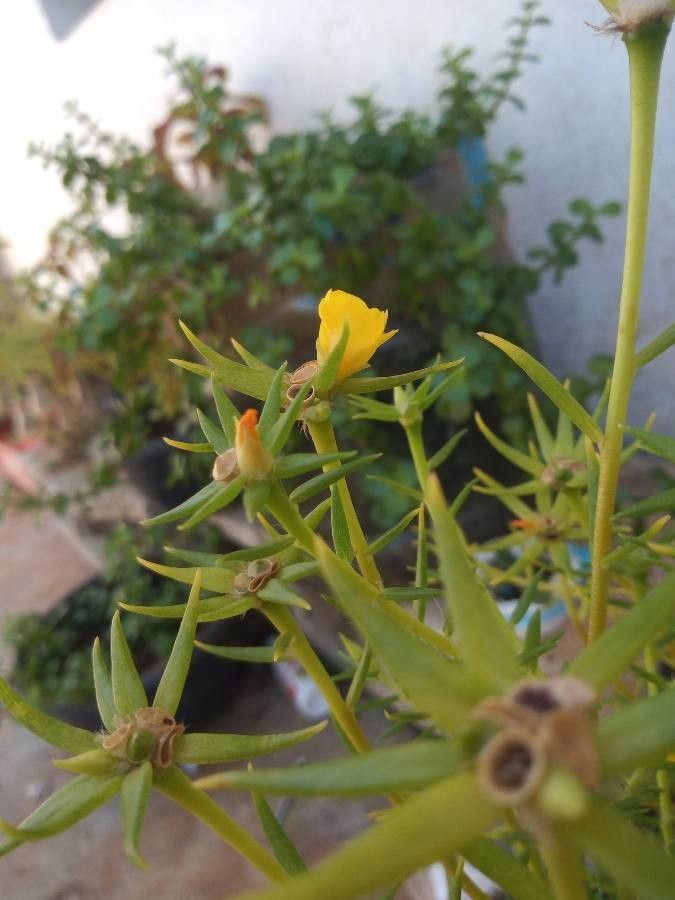 Portulaca rubricaulis flower
