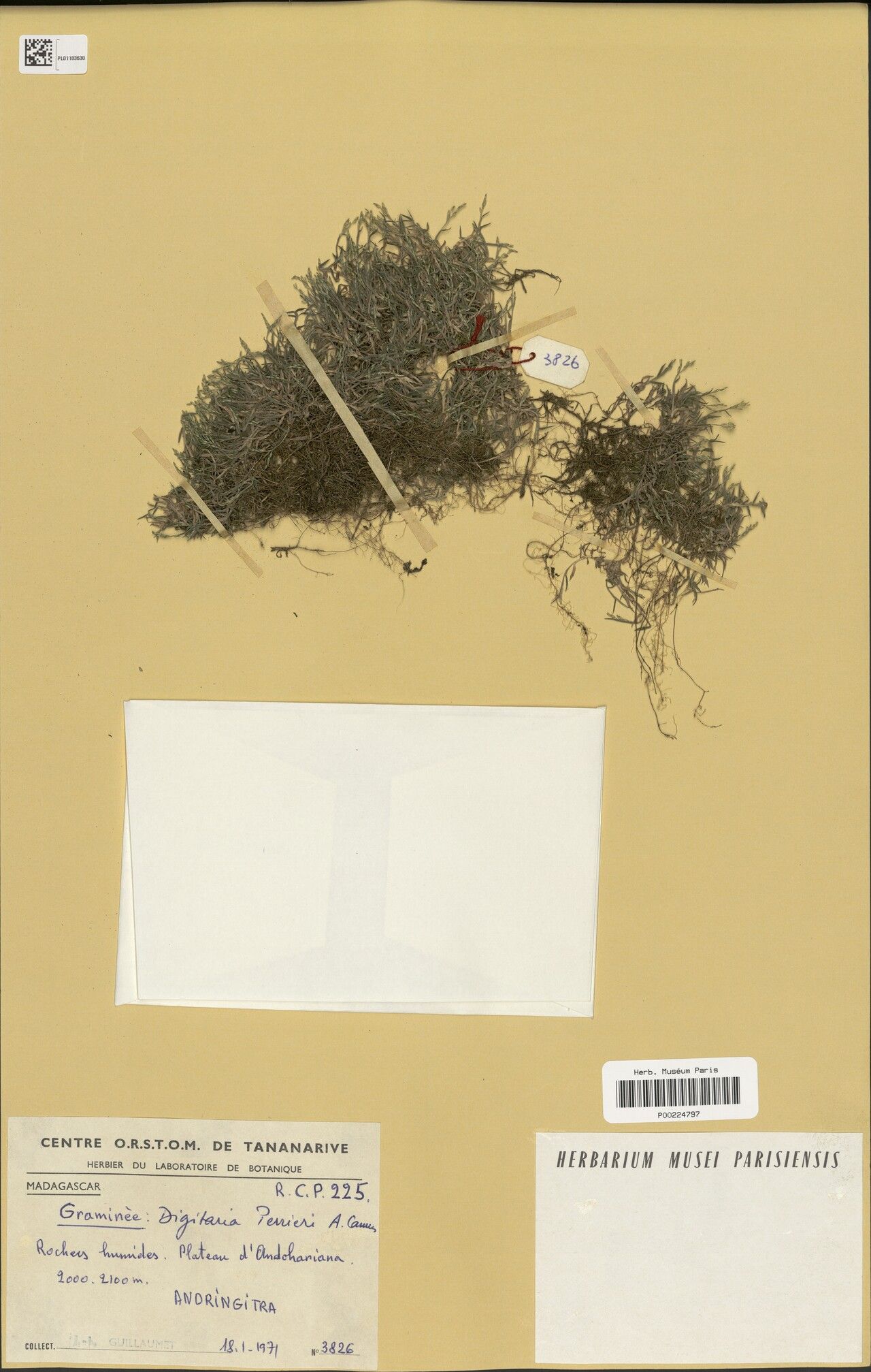 Digitaria perrieri — houseplant care guide