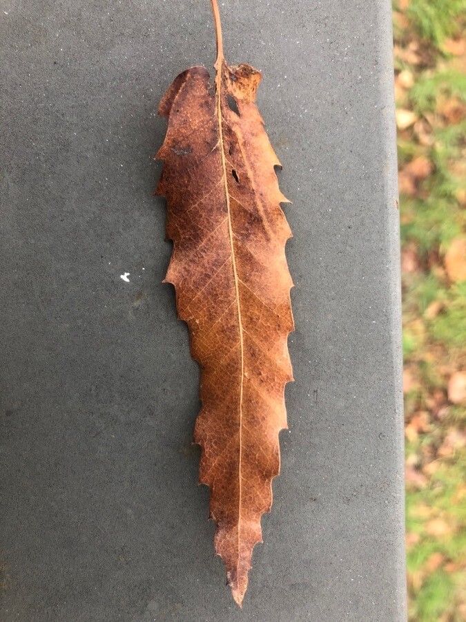 Quercus libani — search result for 'Syria'