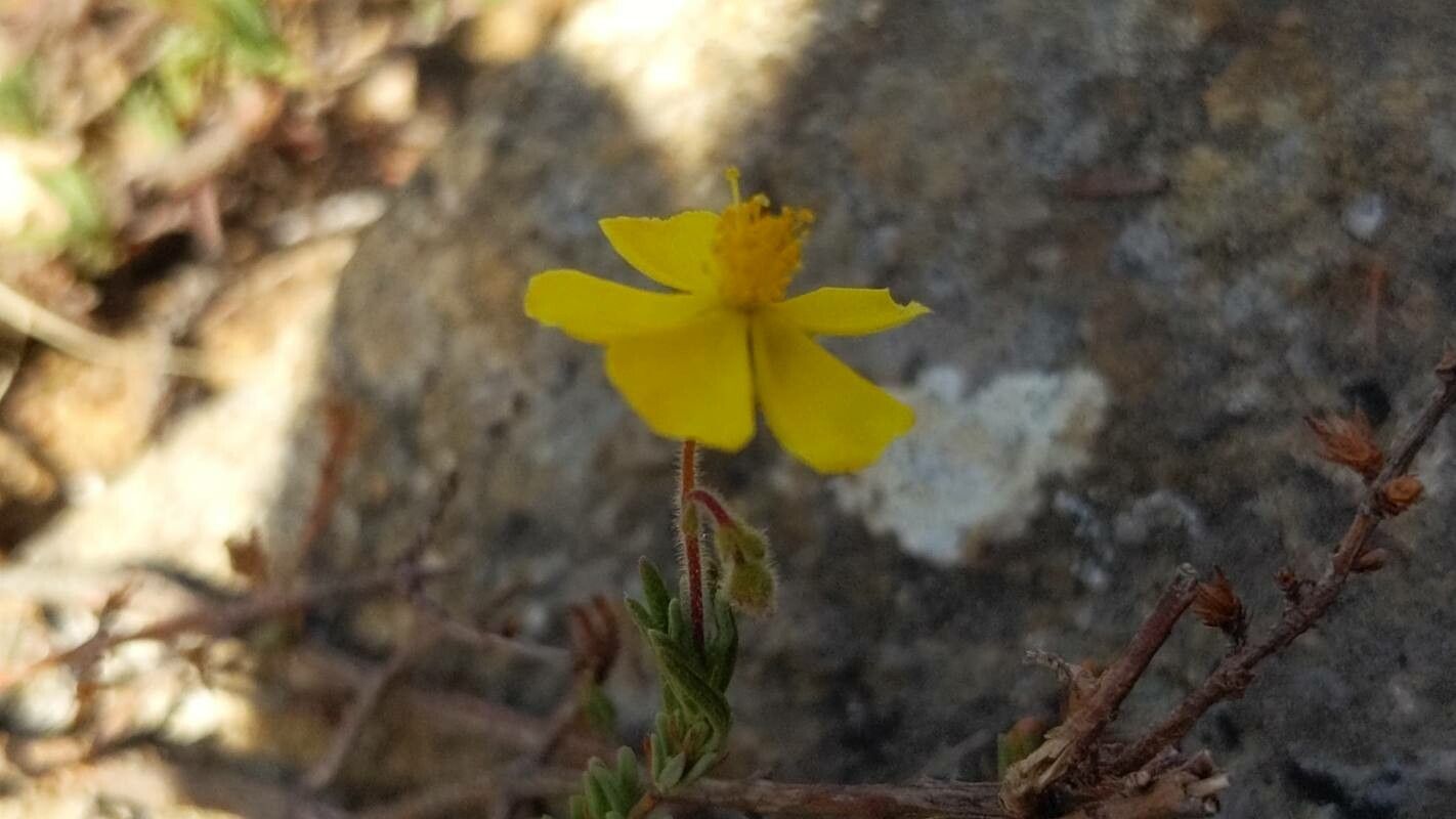 Fumana viridis flower