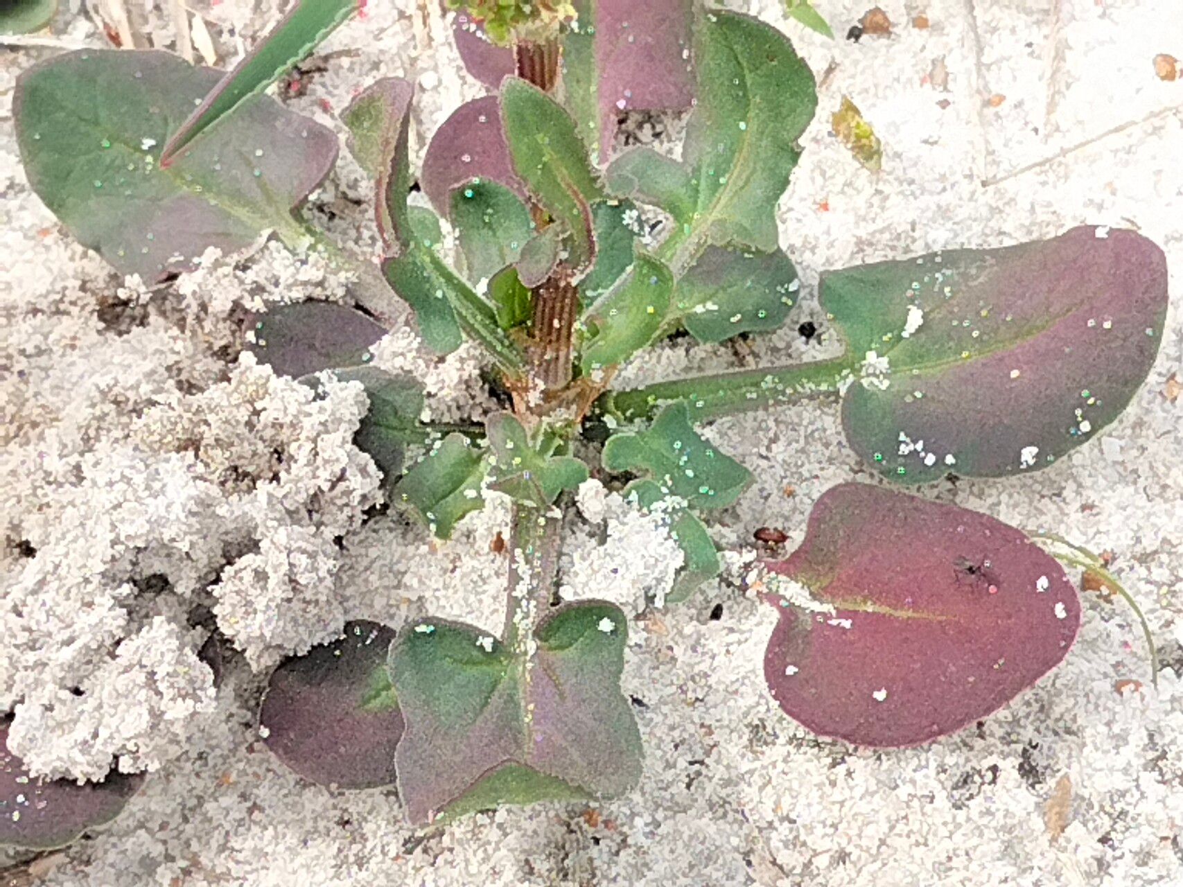 Rumex cordatus — houseplant care guide