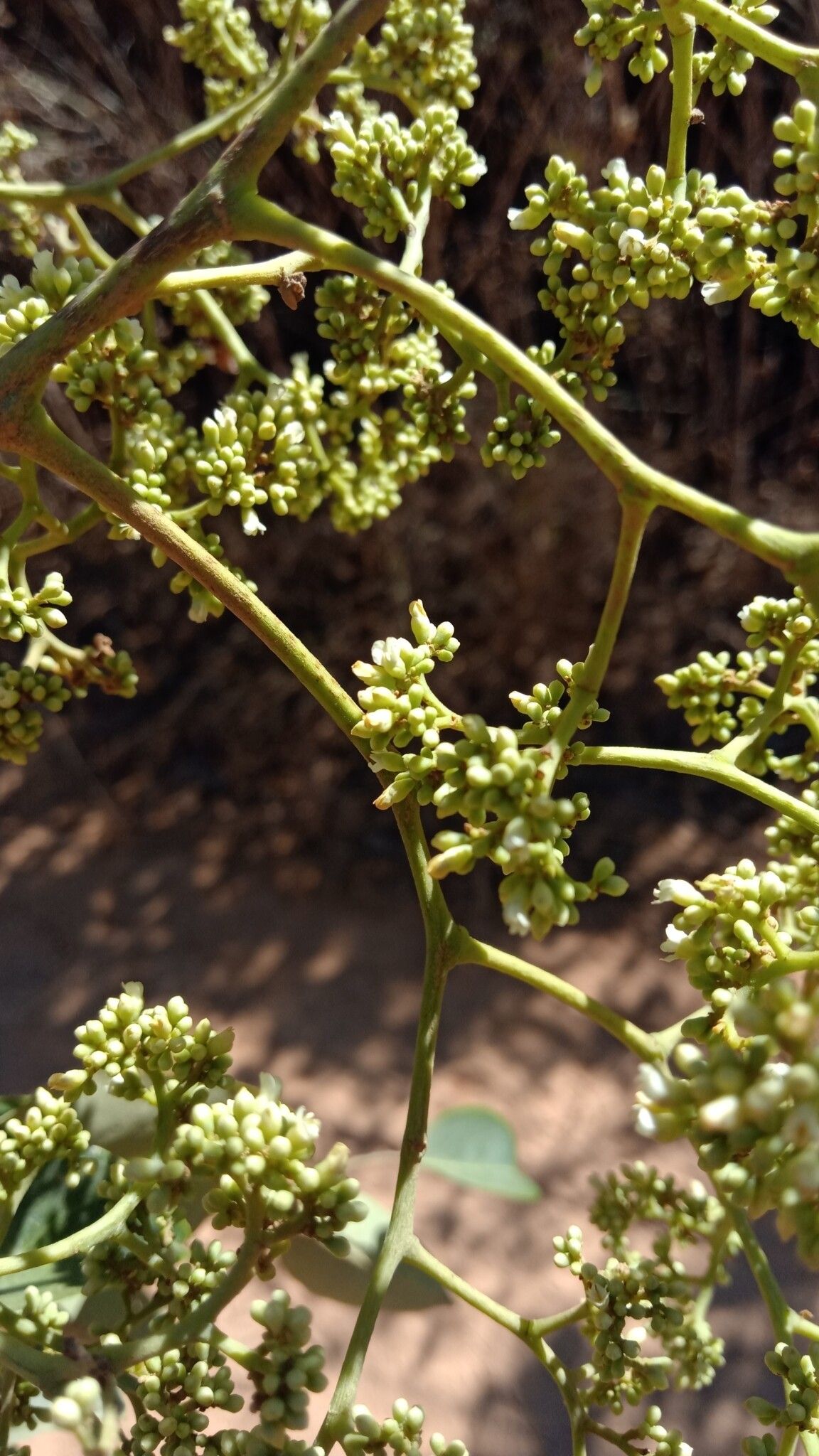 Dalbergia peltieri flower