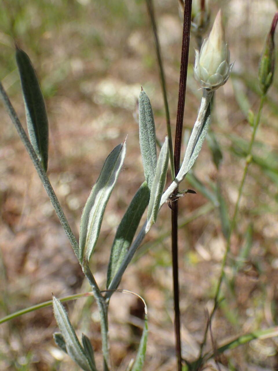 Xeranthemum inapertum — related species from the same genus