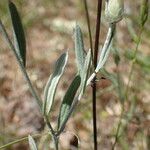 Xeranthemum inapertum