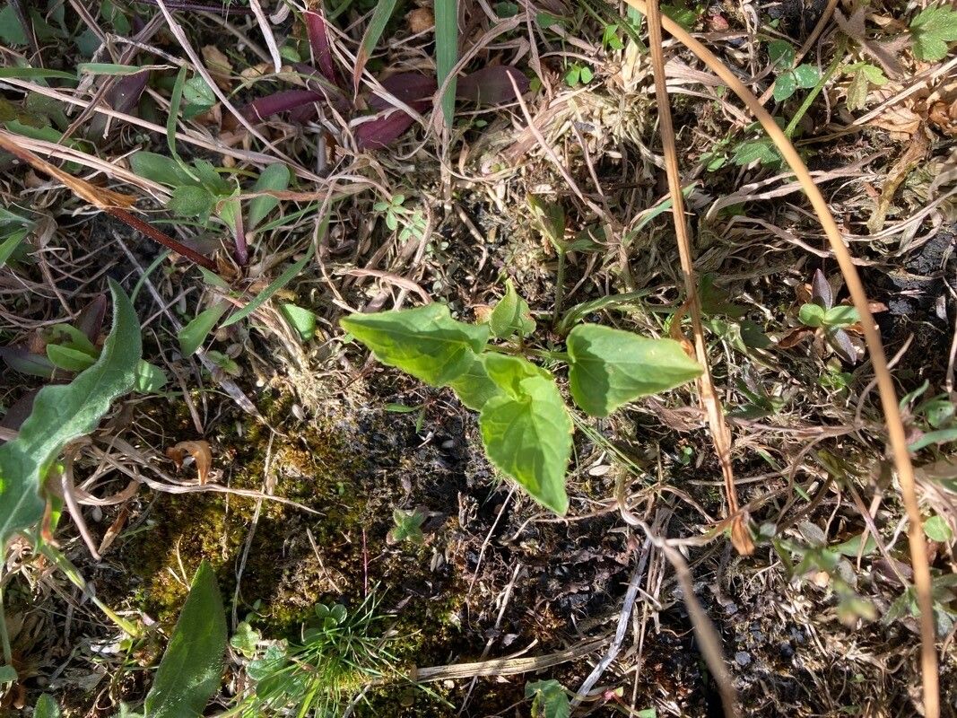 Viola stagnina — houseplant care guide