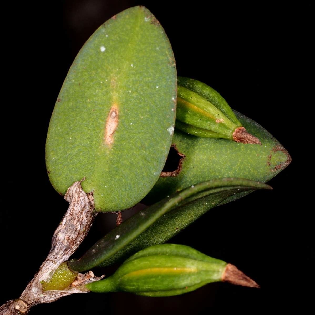 Bulbophyllum hexarhopalon fruit