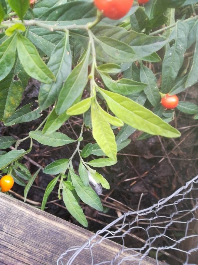 Solanum hindsianum — search result for 'Solanum'