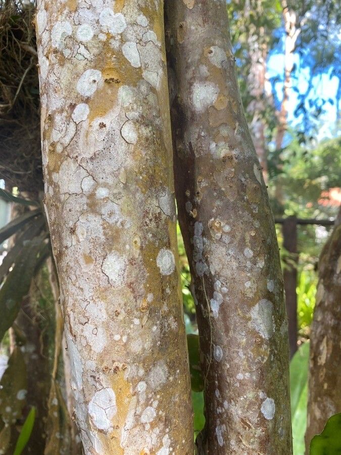 Plinia spirito-sanctensis bark