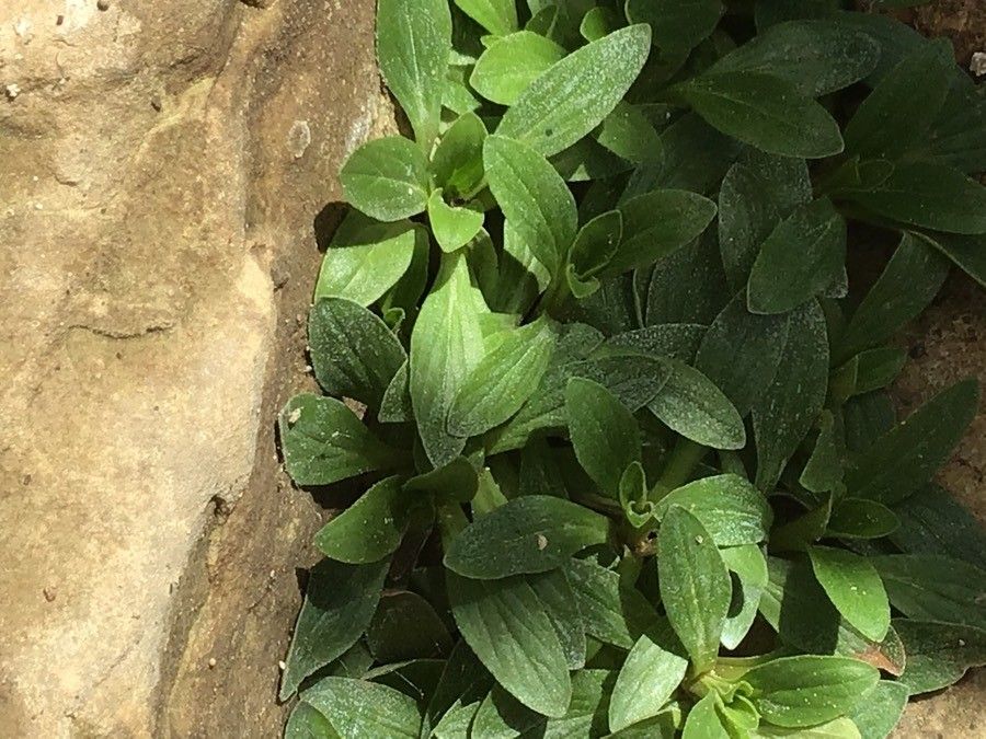 Calceolaria uniflora — houseplant care guide