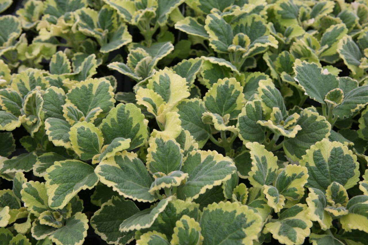 Plectranthus ciliatus habit
