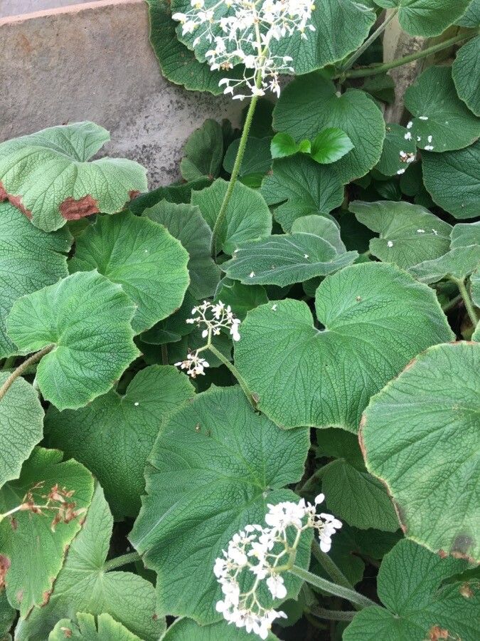 Begonia neocomensium flower