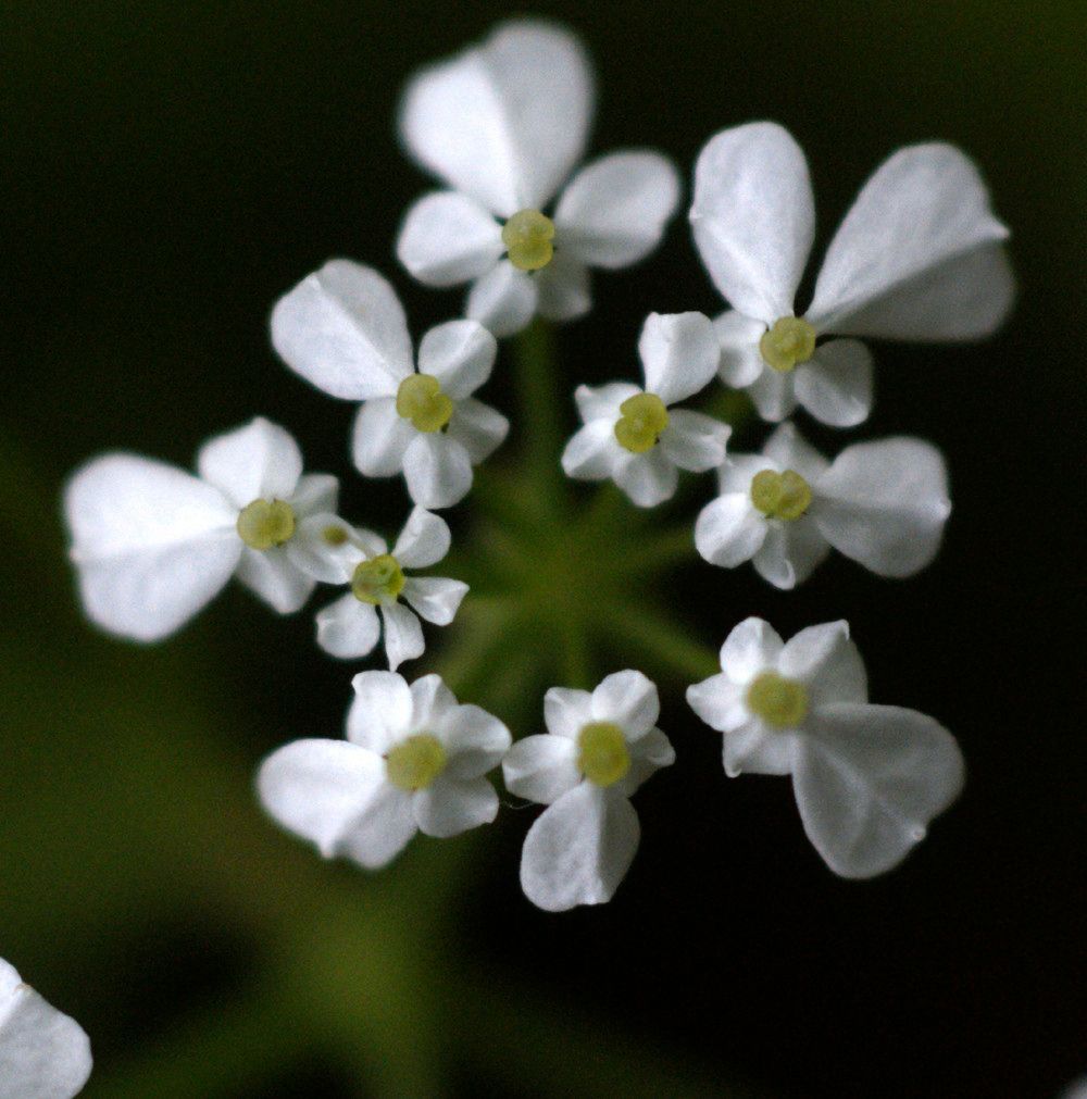 Scandix balansae flower