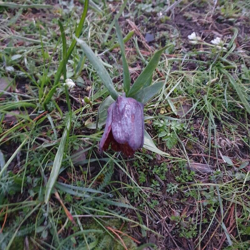 Fritillaria grandiflora flower