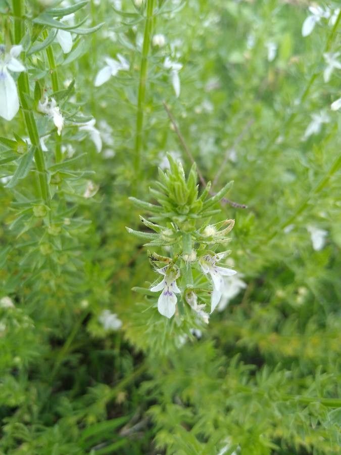 Teucrium cubense flower