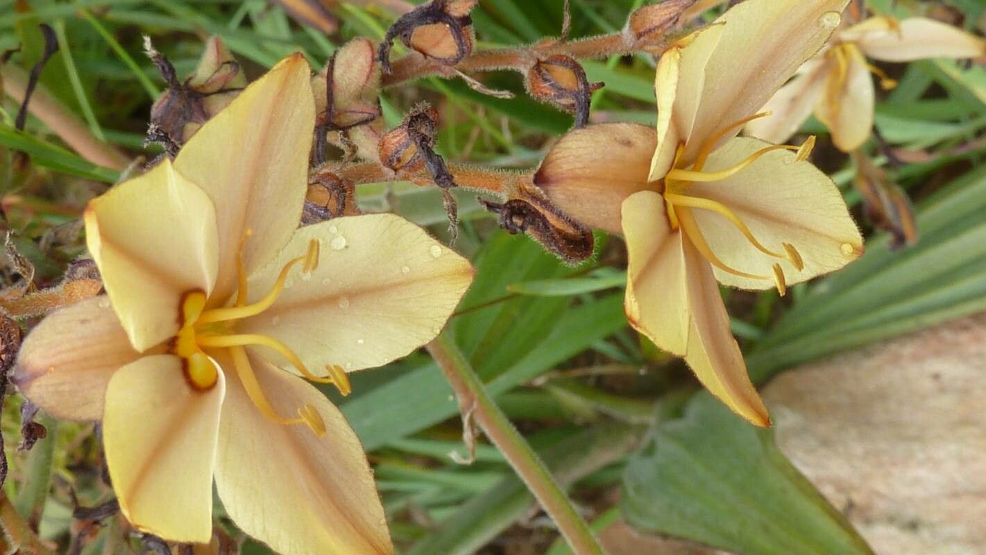 Crotalaria brevidens flower