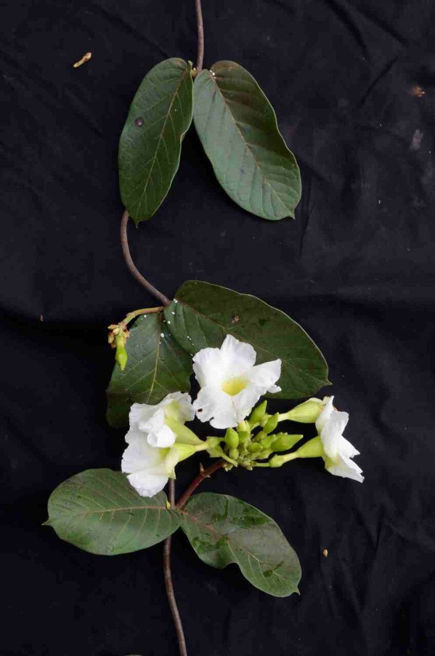 Odontadenia lutea flower