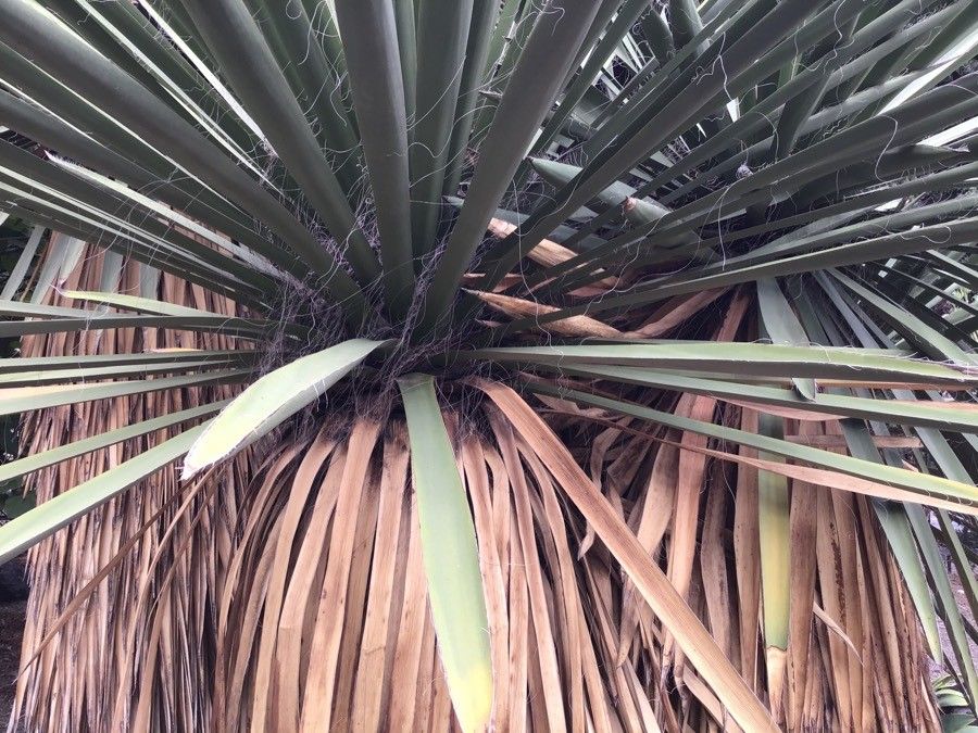 Yucca faxoniana — search result for 'Yucca'