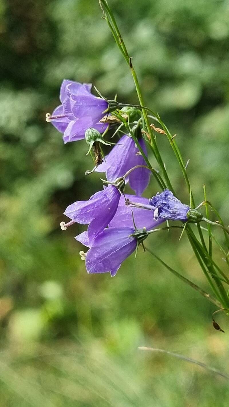 Campanula witasekiana flower